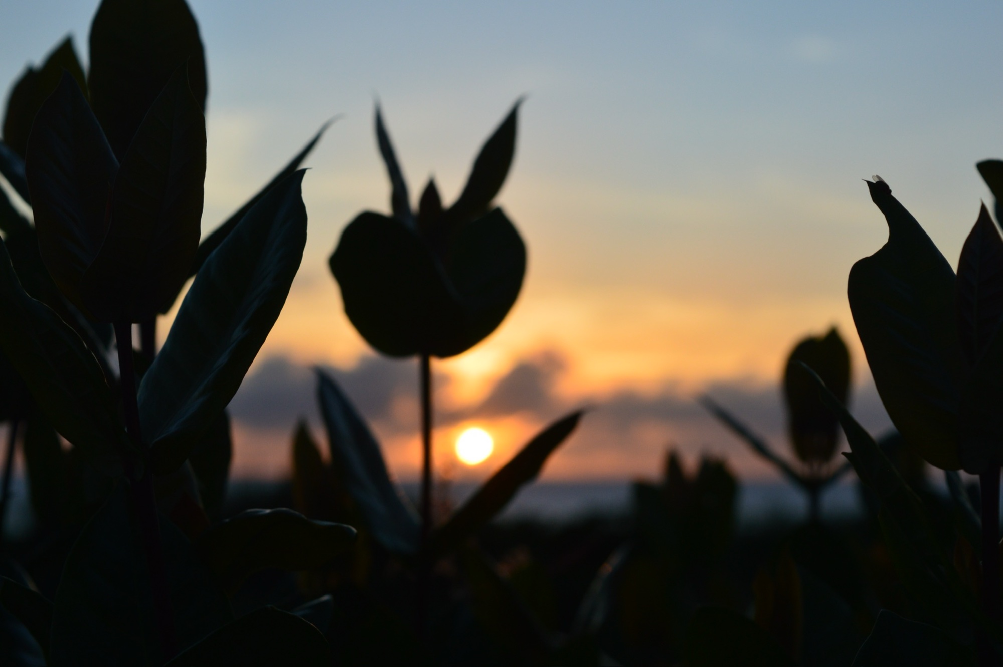 Last of the Light